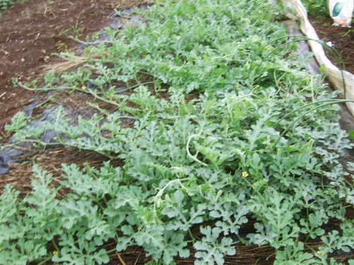 野菜畑は....このところ乾燥しません..._b0137932_963091.jpg