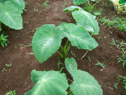 野菜畑は....このところ乾燥しません..._b0137932_964021.jpg