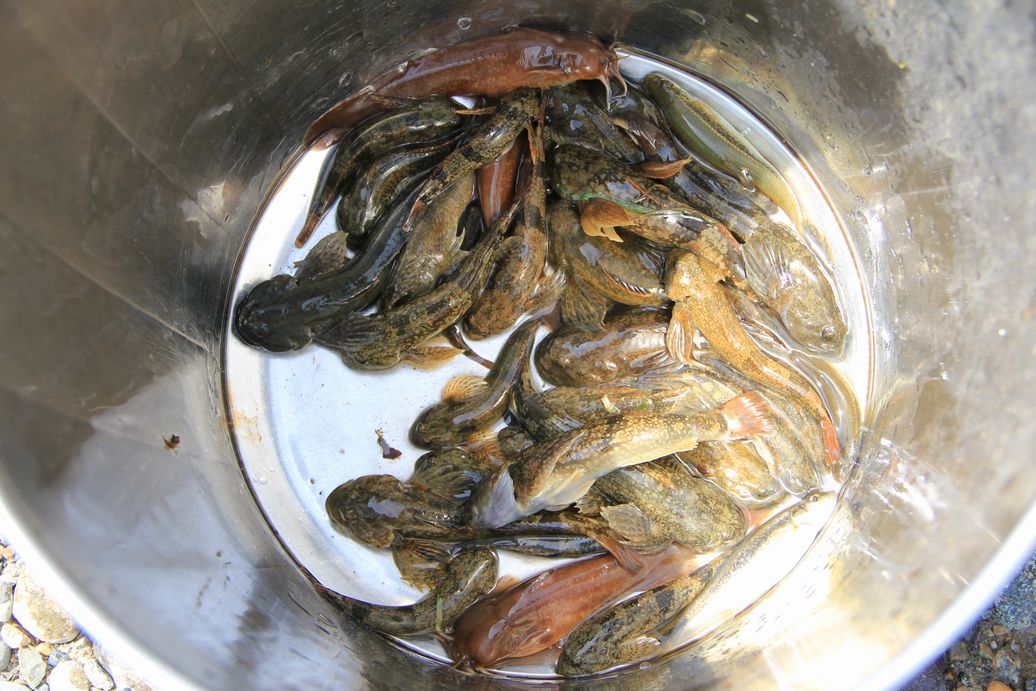今日の魚野川_e0150433_184612100.jpg