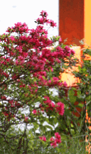 c0030536_2136742.gif
