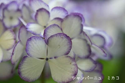 紫陽花2010　3-2_b0078137_17585460.jpg