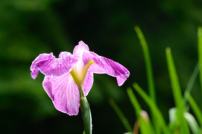 卯辰山花菖蒲園_e0055138_1311847.jpg