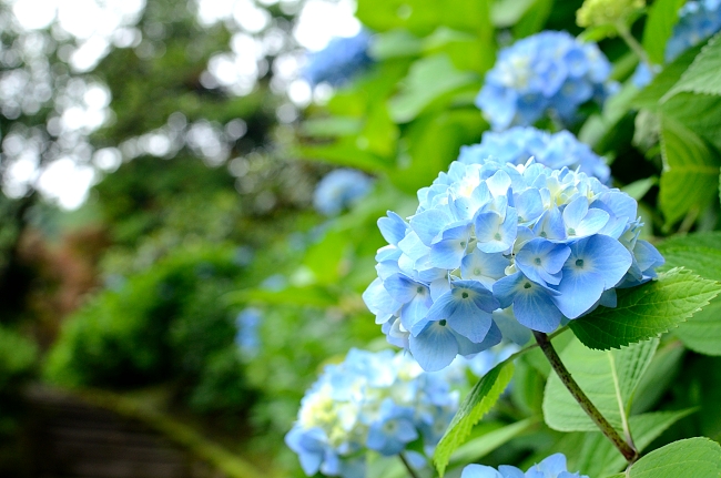 卯辰山花菖蒲園_e0055138_1314447.jpg