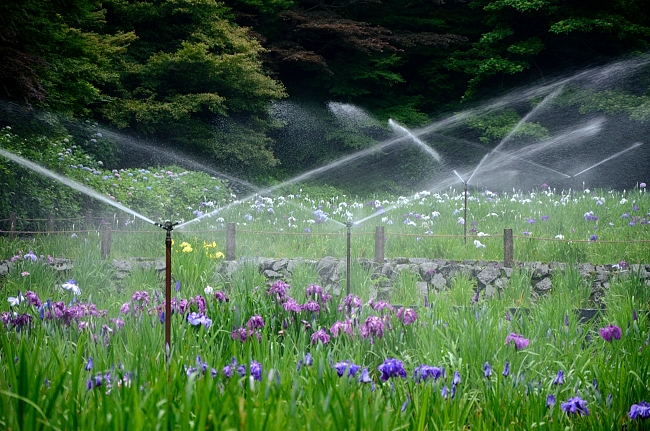 卯辰山花菖蒲園_e0055138_13172963.jpg