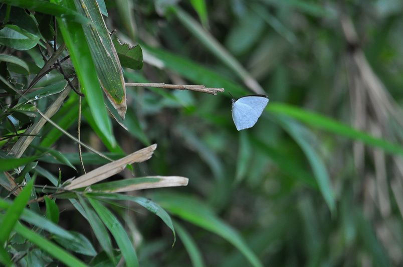 6月18日午後(雨一時くもり)タイトル:ウラギンシジミ_f0105542_21222965.jpg