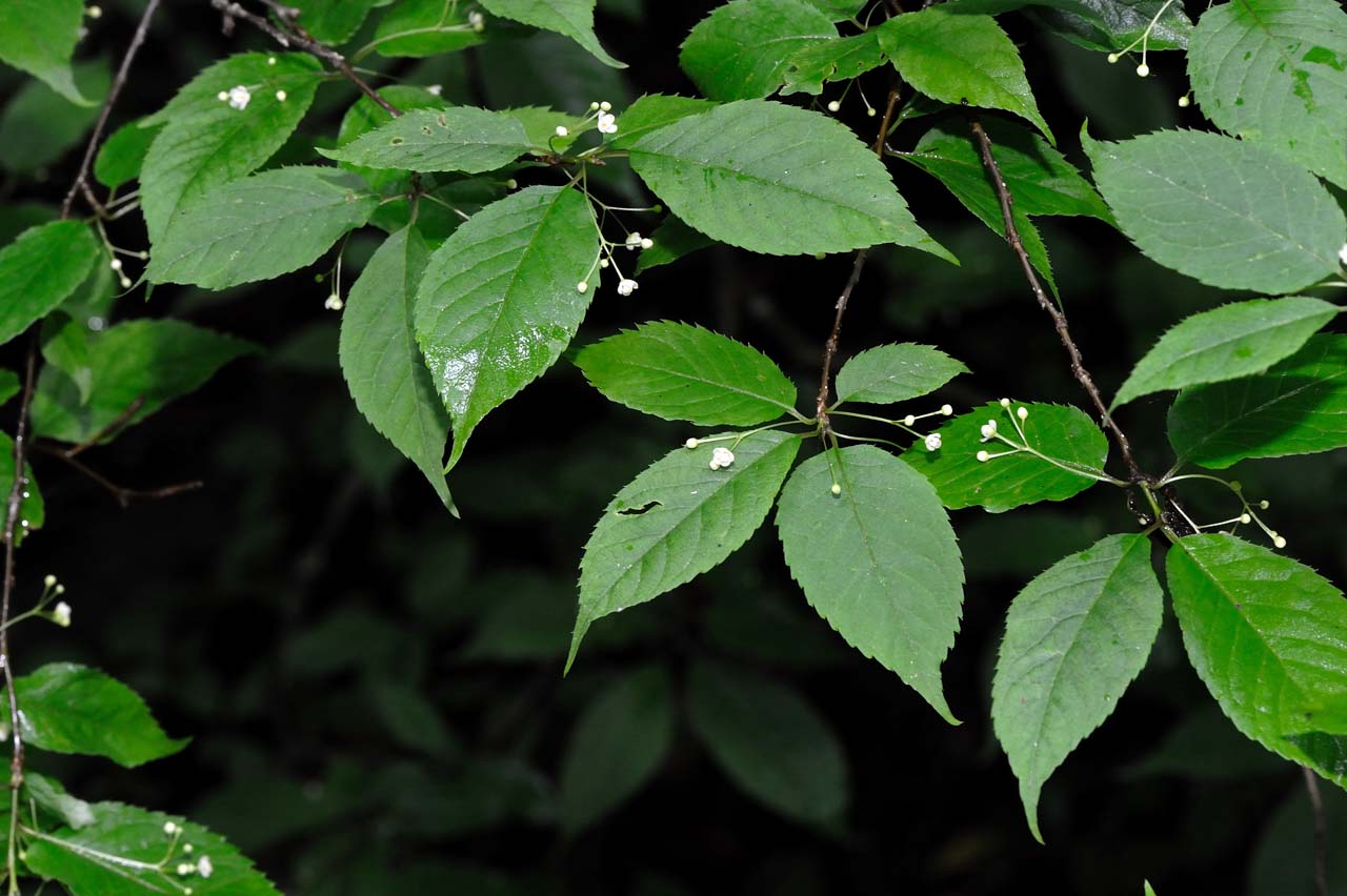 カキラン