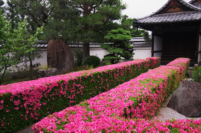 サツキライン(妙心寺塔頭・慈雲院)_f0155048_22205929.jpg