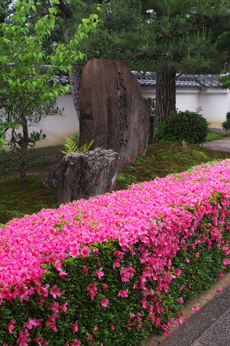 サツキライン(妙心寺塔頭・慈雲院)_f0155048_2221139.jpg