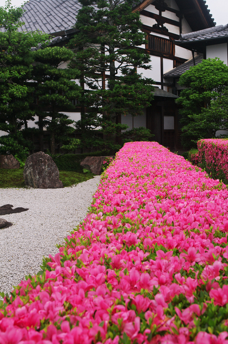 サツキライン（妙心寺塔頭・慈雲院）_f0155048_22214226.jpg