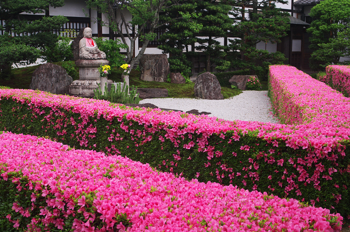 サツキライン(妙心寺塔頭・慈雲院)_f0155048_2222216.jpg