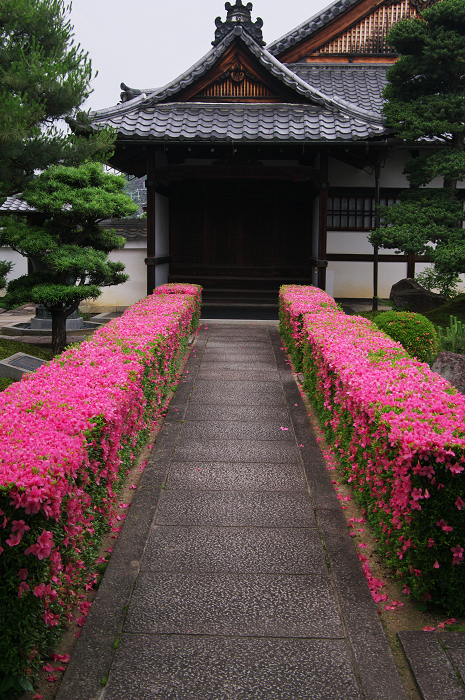 サツキライン(妙心寺塔頭・慈雲院)_f0155048_22222287.jpg