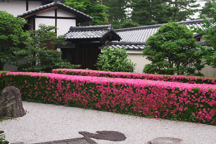 サツキライン(妙心寺塔頭・慈雲院)_f0155048_2222354.jpg