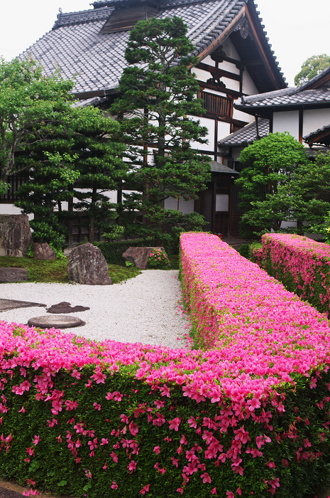 サツキライン(妙心寺塔頭・慈雲院)_f0155048_2222640.jpg
