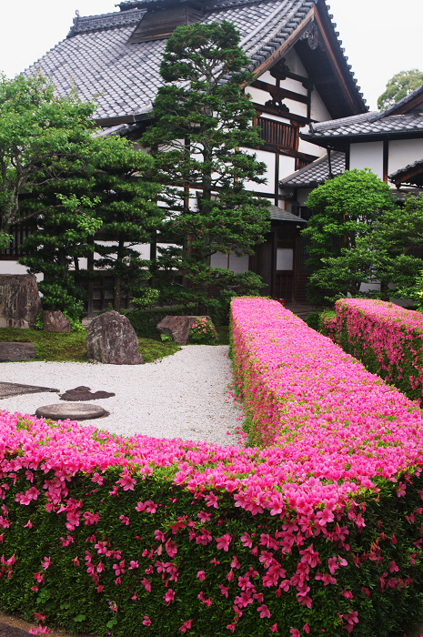 サツキライン（妙心寺塔頭・慈雲院）_f0155048_2222640.jpg