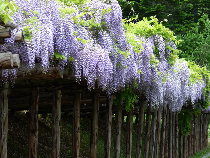 丸瀬布の藤園 もりもりストレージ 花blog