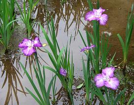 明治神宮花菖蒲　その一_f0139963_785915.jpg