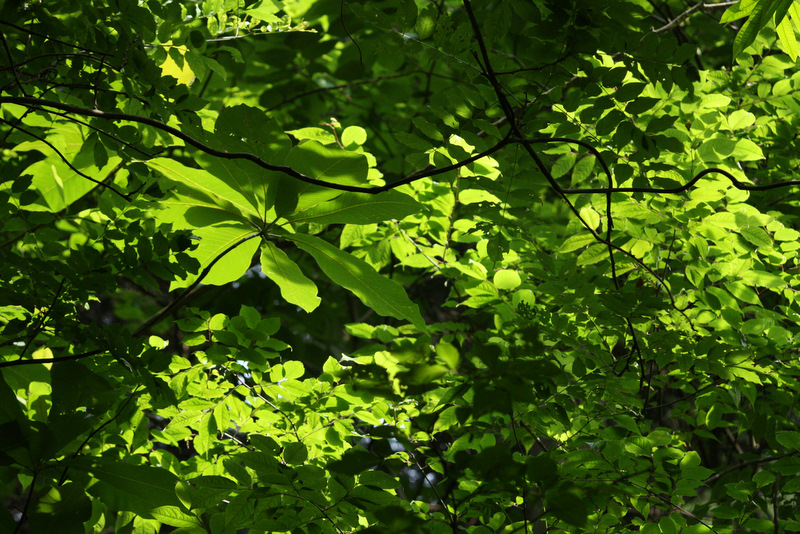 Green collaboration_c0183164_22182644.jpg