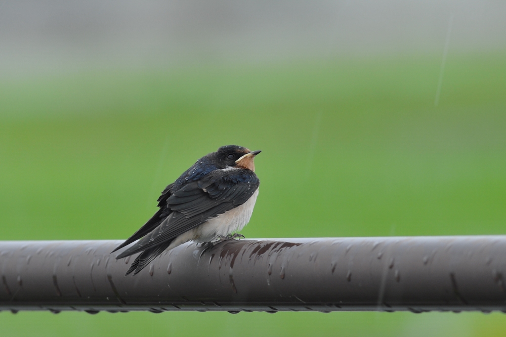 ツバメ幼鳥_f0053272_9542988.jpg
