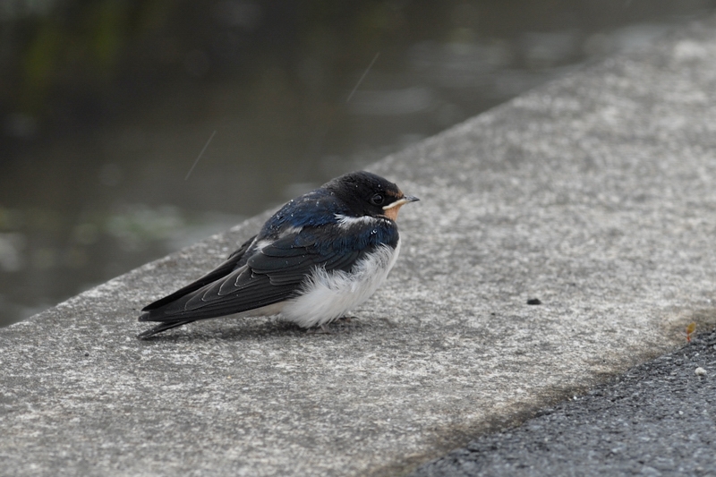 ツバメ幼鳥_f0053272_9553464.jpg