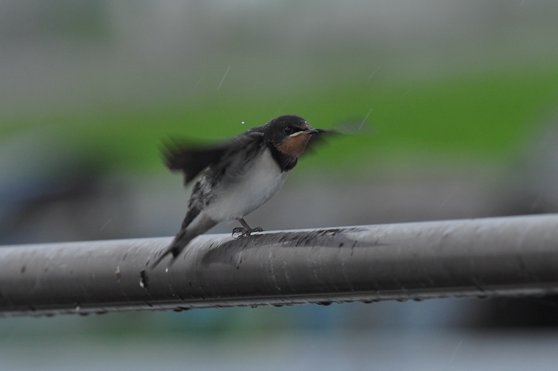 ツバメ幼鳥_f0053272_9555987.jpg