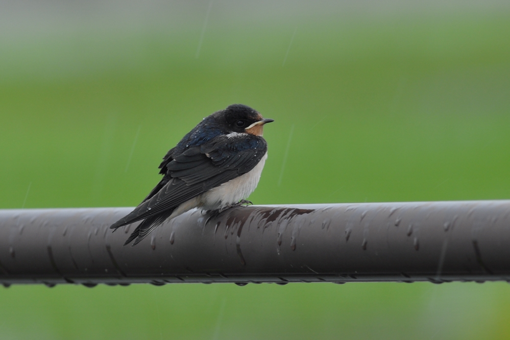 ツバメ幼鳥_f0053272_955599.jpg