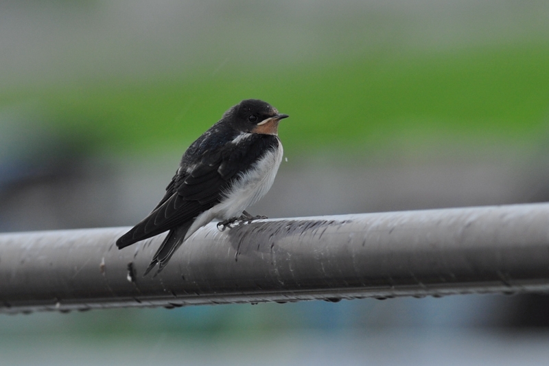 ツバメ幼鳥_f0053272_9574141.jpg