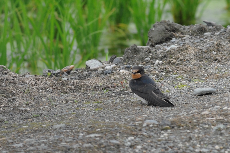 ツバメ幼鳥_f0053272_9575964.jpg