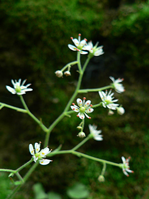 f0083977_1214276.jpg