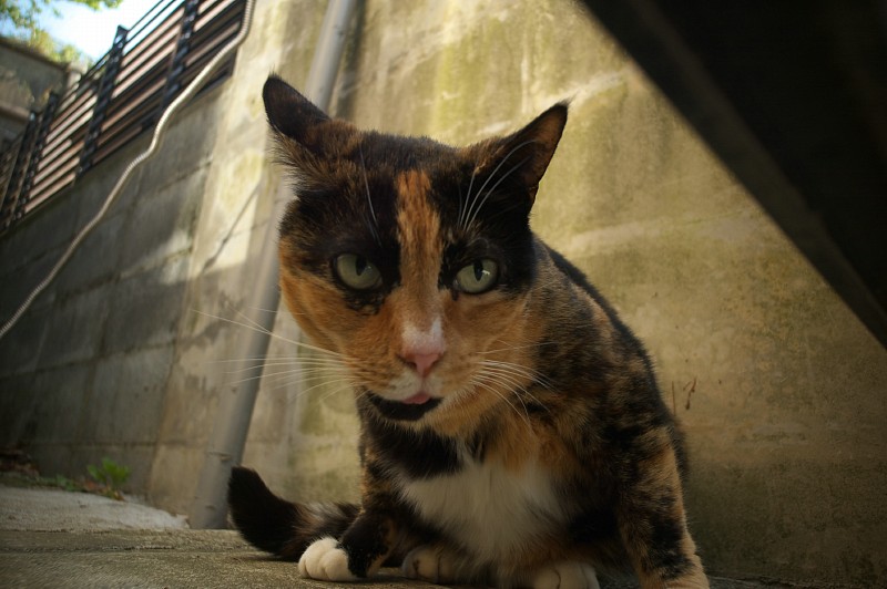 なんだにゃ_c0109780_16393573.jpg