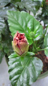 b0134285_10371788.jpg
