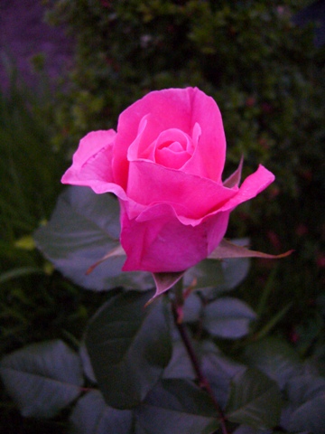 f0079085_21523895.jpg