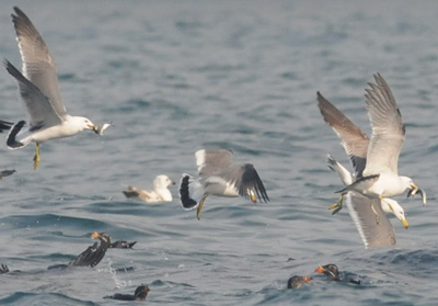 雄冬の海鳥調査_f0159390_16524668.jpg