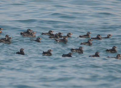 雄冬の海鳥調査_f0159390_16582345.jpg