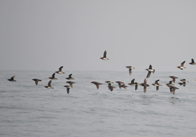 雄冬の海鳥調査_f0159390_16592973.jpg