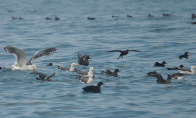 雄冬の海鳥調査_f0159390_1702053.jpg