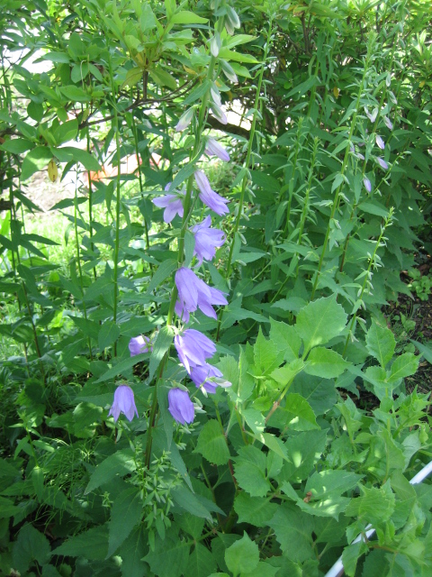 カンパニュラ ラプンクロイデス 花日記 風日記