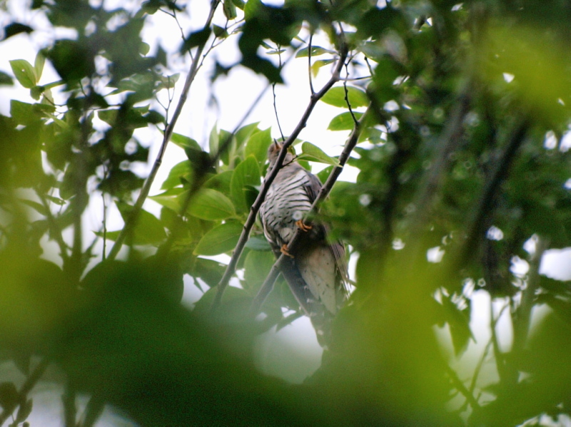 d0050693_043895.jpg