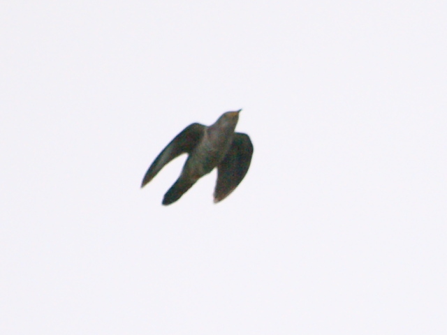 d0050693_0452784.jpg