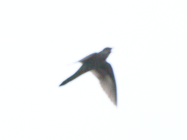 d0050693_0453998.jpg