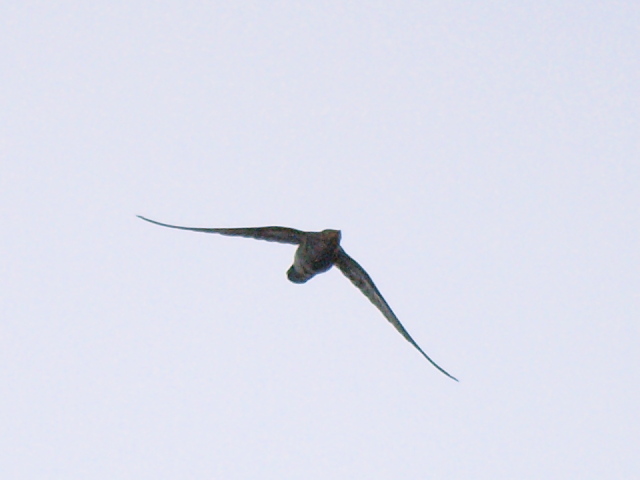 d0050693_0455647.jpg