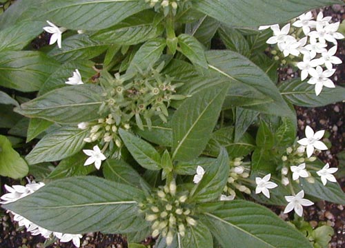 ●梅雨時の白花三題、その５_d0053294_1223523.jpg