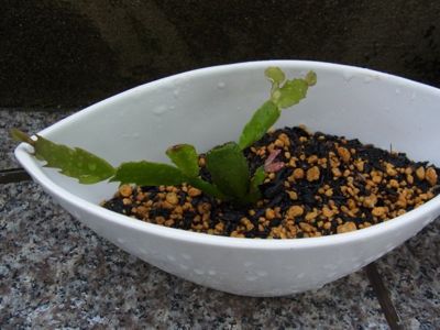 c0167798_850821.jpg