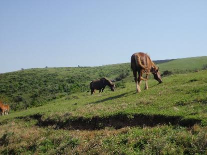 牛の糞 馬の糞 石丸謙二郎 牛の糞 馬の糞 石丸謙二郎