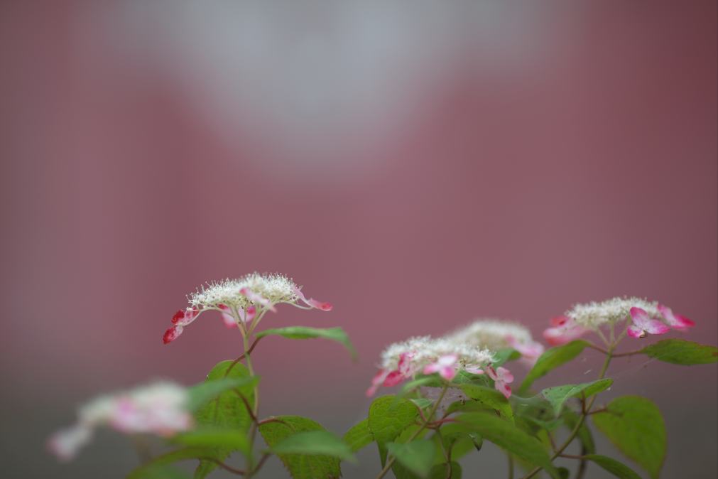 もう一回山紫陽花をアップします。_f0000502_1853205.jpg