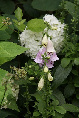 アナベルと最後のコラボ♪ 　バードバス周辺と庭の花_a0123003_3262762.jpg