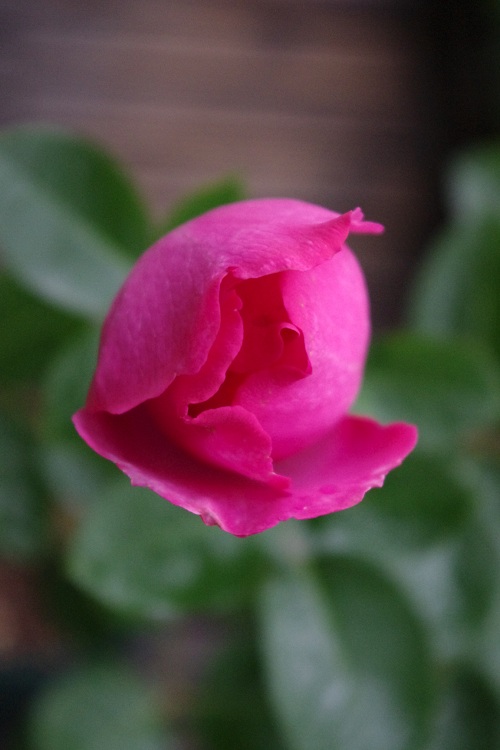 c0147909_0265849.jpg