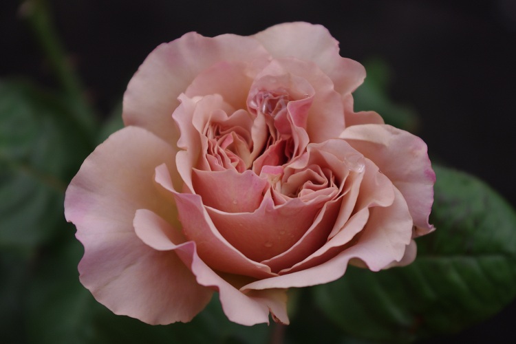 c0147909_1023342.jpg