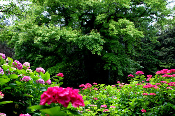 西洋アジサイMasja 植物園5_e0048413_21171390.jpg