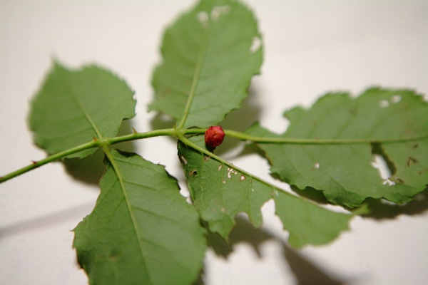 虫こぶ バラハタマバチ 薔薇葉玉蜂 世話要らずの庭