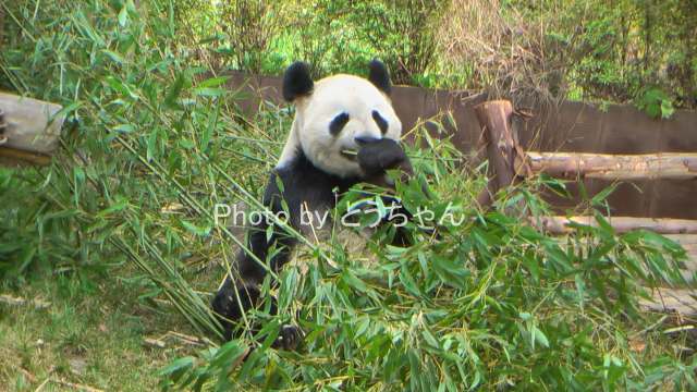 雄浜、繁殖活動中！！(2011.04.30～05.03)_f0079716_22171364.jpg